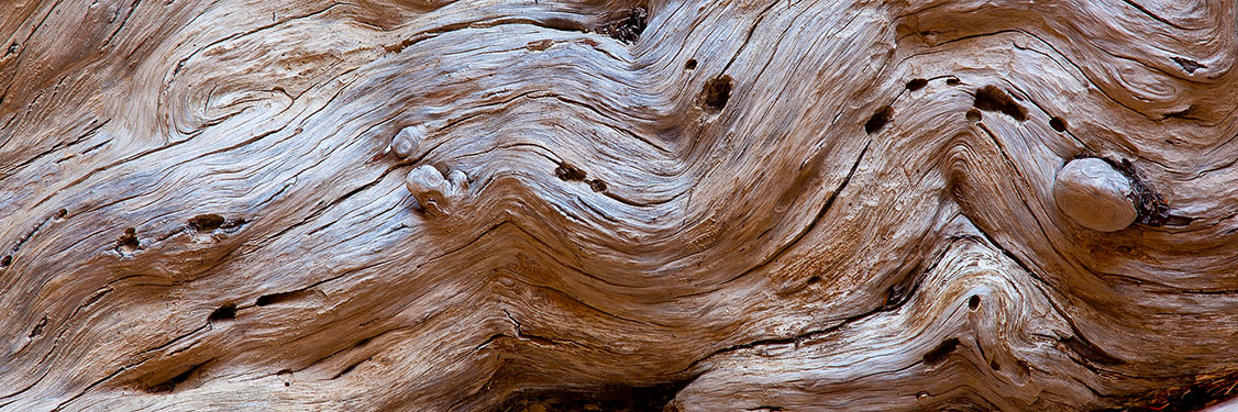 Tree roots panoramic