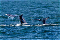 Gray whale tail