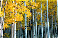 Aspens Artwork Hotels