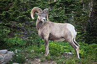 Big Horn Sheep