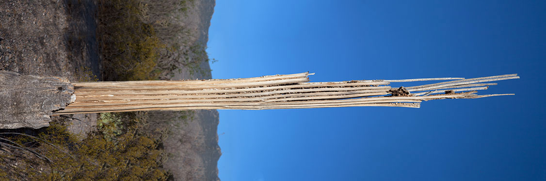 Desert Straws