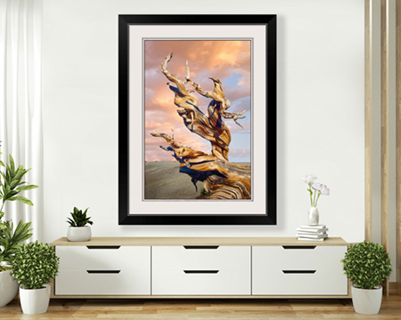 Bristlecone Pine Tree