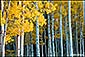 Color fine art photography